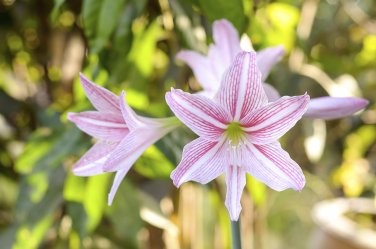 Amaryllis T7 SEEDS