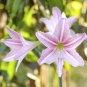 Amaryllis T7 SEEDS