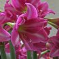 Amaryllis T8 SEEDS