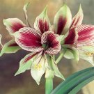Amaryllis T9 SEEDS