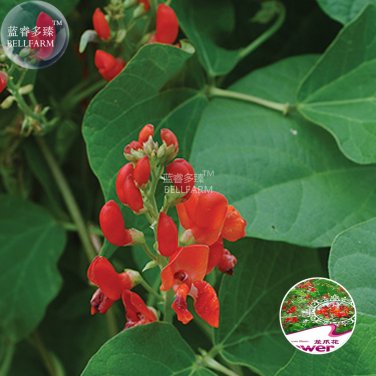 15 rose red climbing flowers Seeds