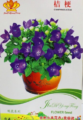 10 s Bonsai Purple Platycodon Grandiflorum Herbs Balloonflower Flower Seeds