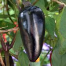 Rare Black Hungarian Hot Chili Pepper Organic 50 Edible Plant Seeds