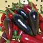 Rare Black Hungarian Hot Chili Pepper Organic 50 Edible Plant Seeds