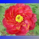 Rare Hua Wang Red Peony Flower with Golden Spot Flower 5 Light Fragrant Garden Flowers Seeds
