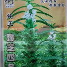 2 Original 30g White Sesame Gingili White Gingeli Seeds