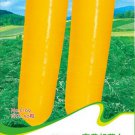 10 Yellow Carrot Edible Carota Vegetables Gardening for Households Seeds