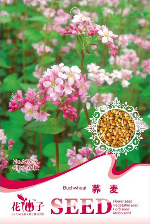 10 s Buckwheat Edible Green Herb Foods Gardening for Households Seeds