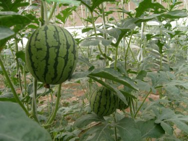 Rare Hanging Green Very Sweet Water Melon F10g High Yield High Quality Juicy Melon Seeds