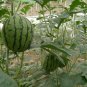 Rare Hanging Green Very Sweet Water Melon F10g High Yield High Quality Juicy Melon Seeds