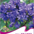 5 Purple Mini Belflowelr Herb Gardening for Households Seeds