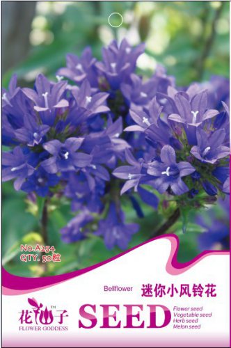 5 Purple Mini Belflowelr Herb Gardening for Households Seeds