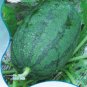 10 Original s 10 Long Black Sweet Juicy Watermelon Great Summer Fruits for Ones Body Seeds