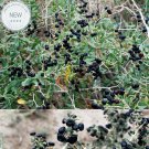 200 Fresh Feral Organic Black Goji Berry Herbs Seeds