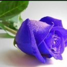 500 Pure and Fresh Purple Rose Seeds