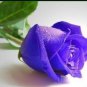 500 Pure and Fresh Purple Rose Seeds