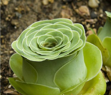 10 Green Greenovia Aurea Seeds