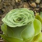10 Green Greenovia Aurea Seeds