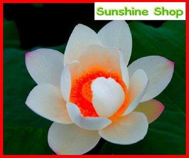 Red Heart Lotus Flower Gorgeous Aquatic DIY 50 SEEDS