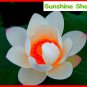 Red Heart Lotus Flower Gorgeous Aquatic DIY 50 SEEDS