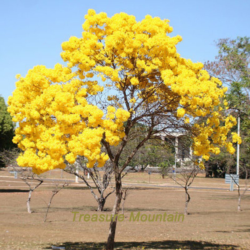 50 Rare Golden Trumpet Trees SEEDS Tabebuia Chrysotricha