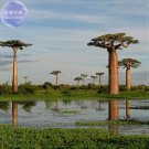 2Grandidier's Baobab - Adansonia SEEDS giant interesting tree