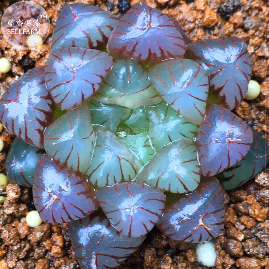 5 Rare Haworthia obtusa Semilucent Red Milky White Succulent SEEDS