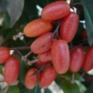 Elaeagnus multiflora Silverberry Goumi Berry 20 SEEDS