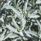 Bianco Salvia 750 Semi Organico Erbe Apiana Medicinali Raro Perennial