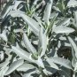 Bianco Salvia 750 Semi Organico Erbe Apiana Medicinali Raro Perennial
