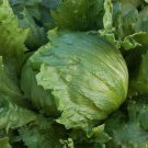 Iceberg heading lettuce 40000 SEEDS