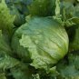 Iceberg heading lettuce 40000 SEEDS