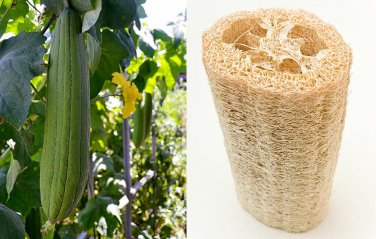 LUFFA SPONGE 100 SEEDS Gourd Loofah Dishcloth Very Productive