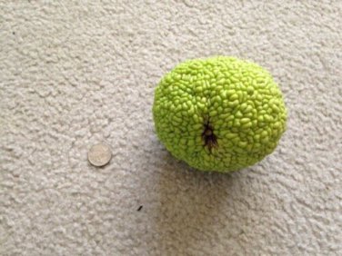 Osage Orange 100 SEEDS Hedge Apple Tree maclura pomifera monkey balls