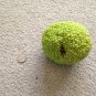Osage Orange 100 SEEDS Hedge Apple Tree maclura pomifera monkey balls