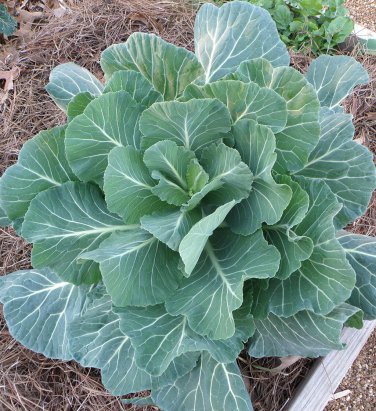 Collards Georgia Southern Greens 4000 SEEDS