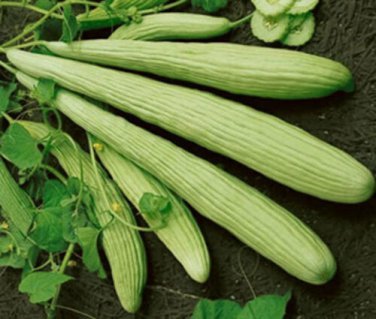 Armenian Yard-Long Cucumber 2000 SEEDS Snake Melon Burpless  Bulk