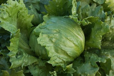 Iceberg heading lettuce 20000 SEEDS bulk  crisp