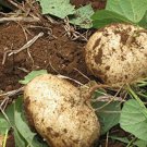 Jicama Mexican Yam Bean 100 SEEDS Pachyrhizus Erosus Sweet & Crunchy Bulk