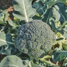 Waltham 29 Broccoli 18000 SEEDS High Yields Bulk Fresh