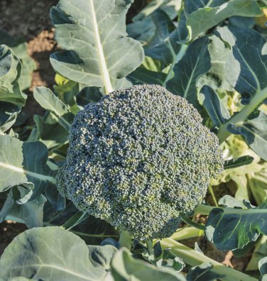Waltham 29 Broccoli 18000 SEEDS High Yields Bulk Fresh
