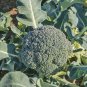 Waltham 29 Broccoli 18000 SEEDS High Yields Bulk Fresh