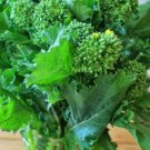 Broccoli Early Fall Raab Rapini Microgreens Sprouting Bulk 8000 SEEDS
