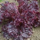 Ruby Red Loose leaf Lettuce 30000 SEEDS  crispy Beautiful Rare