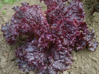 Ruby Red Loose leaf Lettuce 30000 SEEDS  crispy Beautiful Rare