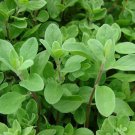 Sweet Marjoram Herb 10000 SEEDS Origanum Majorana Za'atar Bulk Culinary
