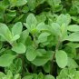 Sweet Marjoram Herb 10000 SEEDS Origanum Majorana Za'atar Bulk Culinary