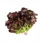 Oak Leaf RED Lettuce (Oakleaf) SEEDS Loose Leaf 5000 Bulk Crisp