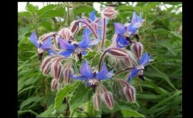 Borage 640SEEDSvStarflower Tailwort Herb Bulk Native Bees pollinators