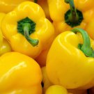 Golden California Wonder Bell Pepper 500 SEEDS Sweet Bulk Yellow Rare